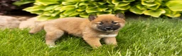 Shiba Inu dogs for sale: Jin  - Ad 3