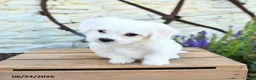 Mixed Breed dogs for sale: Erik - Ad 5