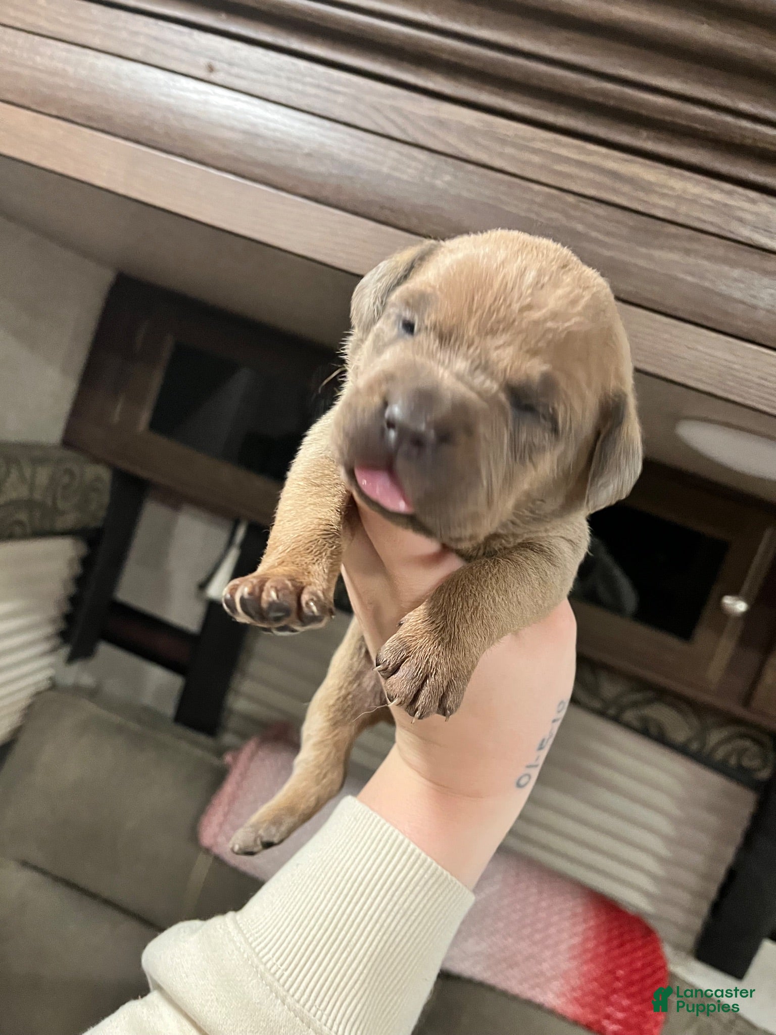 Cane Corso dogs Cane Corso 5 - Ad 1