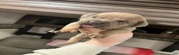 Cane Corso dogs for sale: Cane Corso 5 - Ad 1