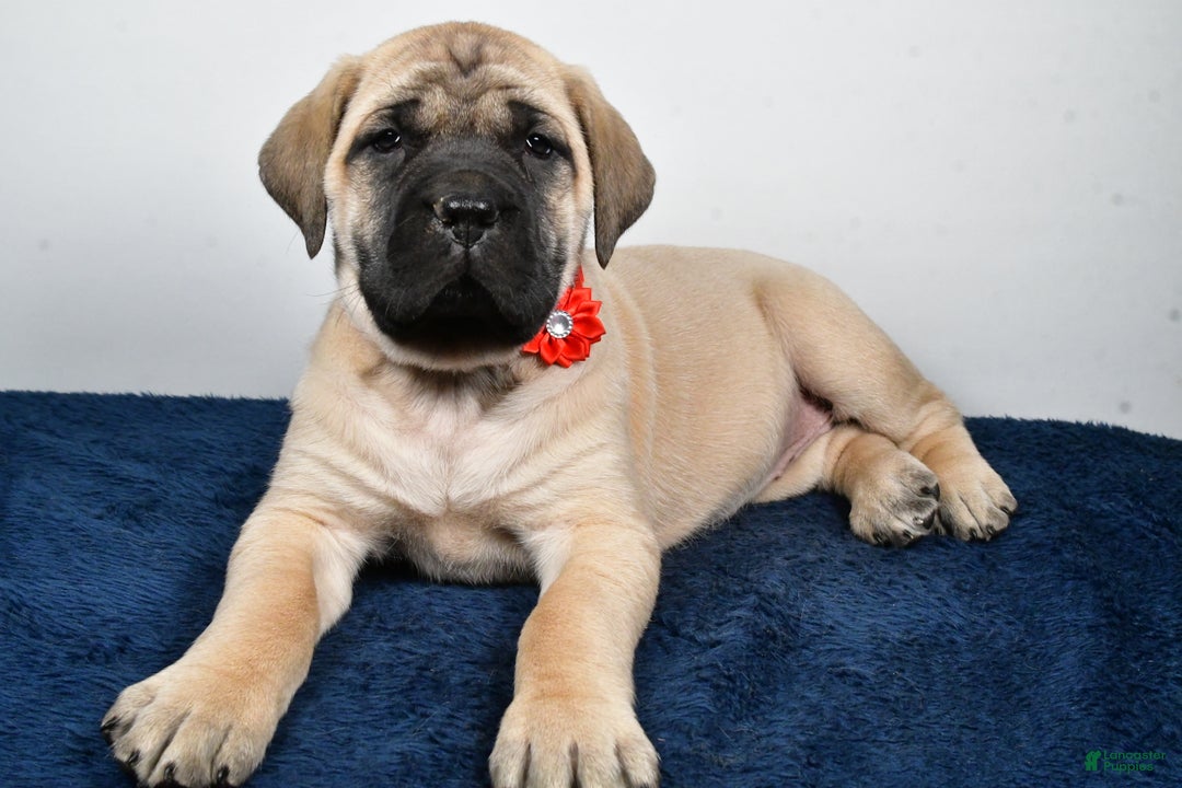 English Mastiff dogs for sale: Sophie - Ad 1