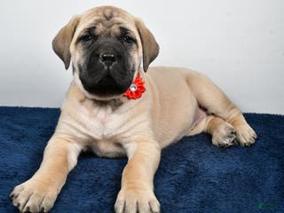 English Mastiff dogs Sophie - Ad 7