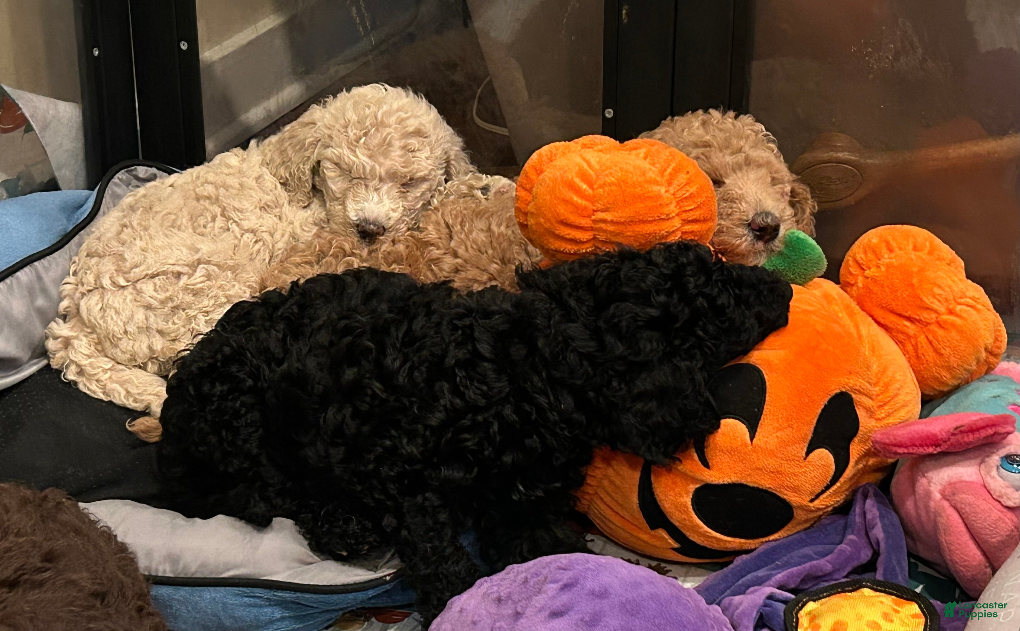 Goldendoodle dogs for sale: Miss Creamy - Ad 18