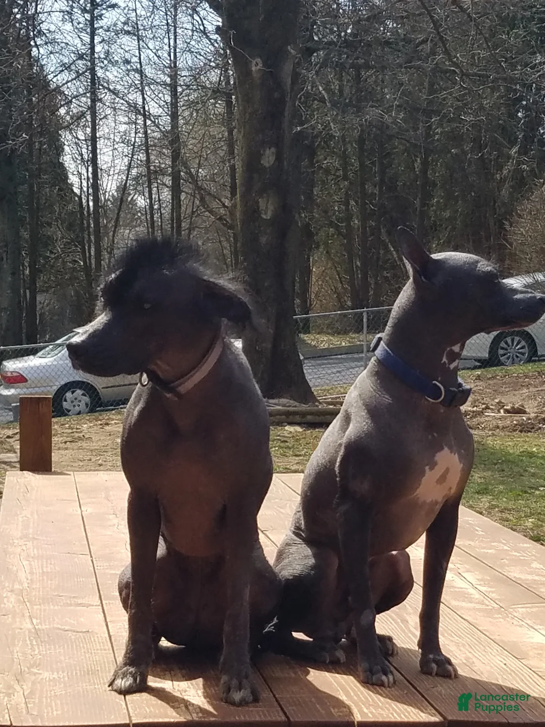 Peruvian Inca Orchid dogs for sale: Peruvian Inca Orchid Puppy 2 - Ad 7