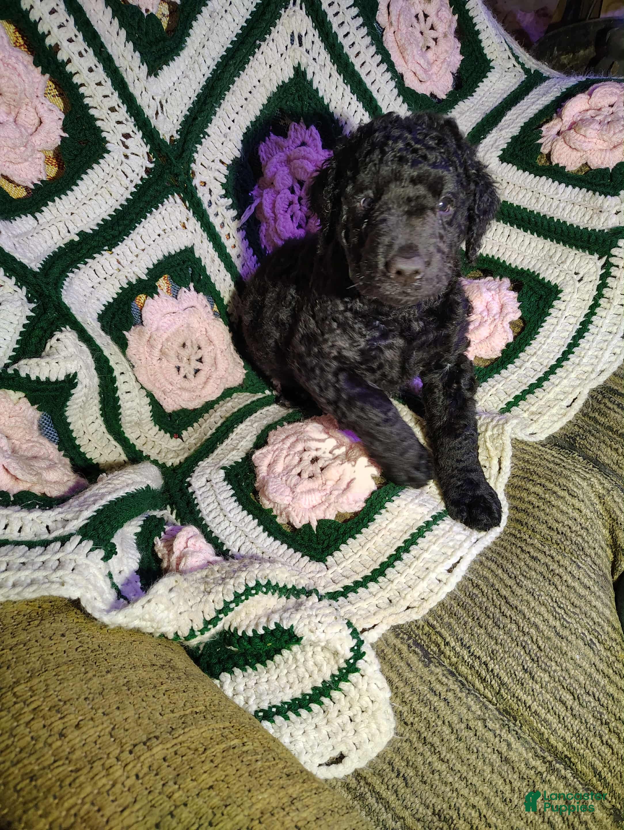 Curly Coated Retriever dogs Curly Coated Retriever Puppy 4 - Ad 1