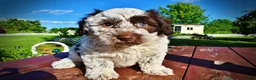 Havapoo dogs for sale: Chippy - Ad 26