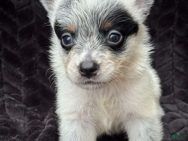 Australian Cattle Dog dogs for sale: Australian Cattle Dog (Full Mask) - Ad 39