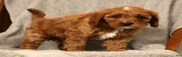 Cavapoo dogs for sale: Benny - Ad 7