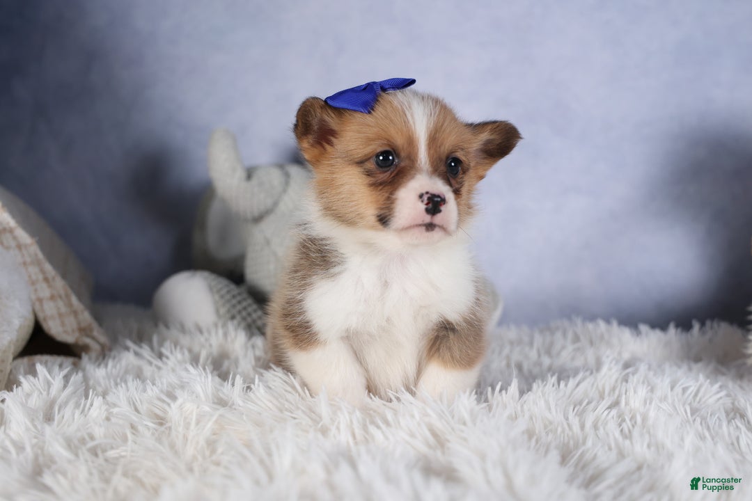 Welsh Corgi Pembroke dogs for sale: BO - Ad 18