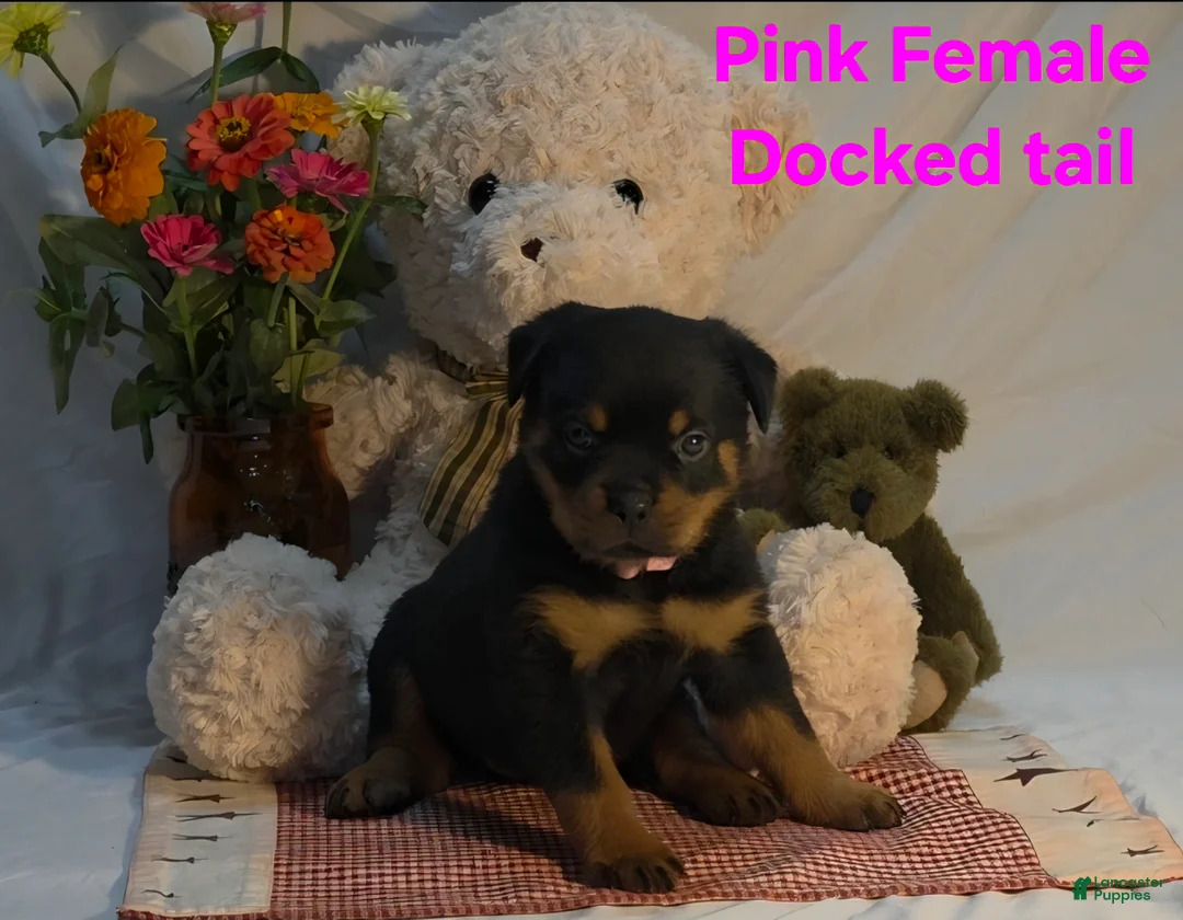 Rottweiler dogs for sale: Rottweiler 7 - Ad 2
