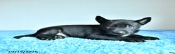 Belgian Malinois dogs for sale: Alonzo - Ad 4