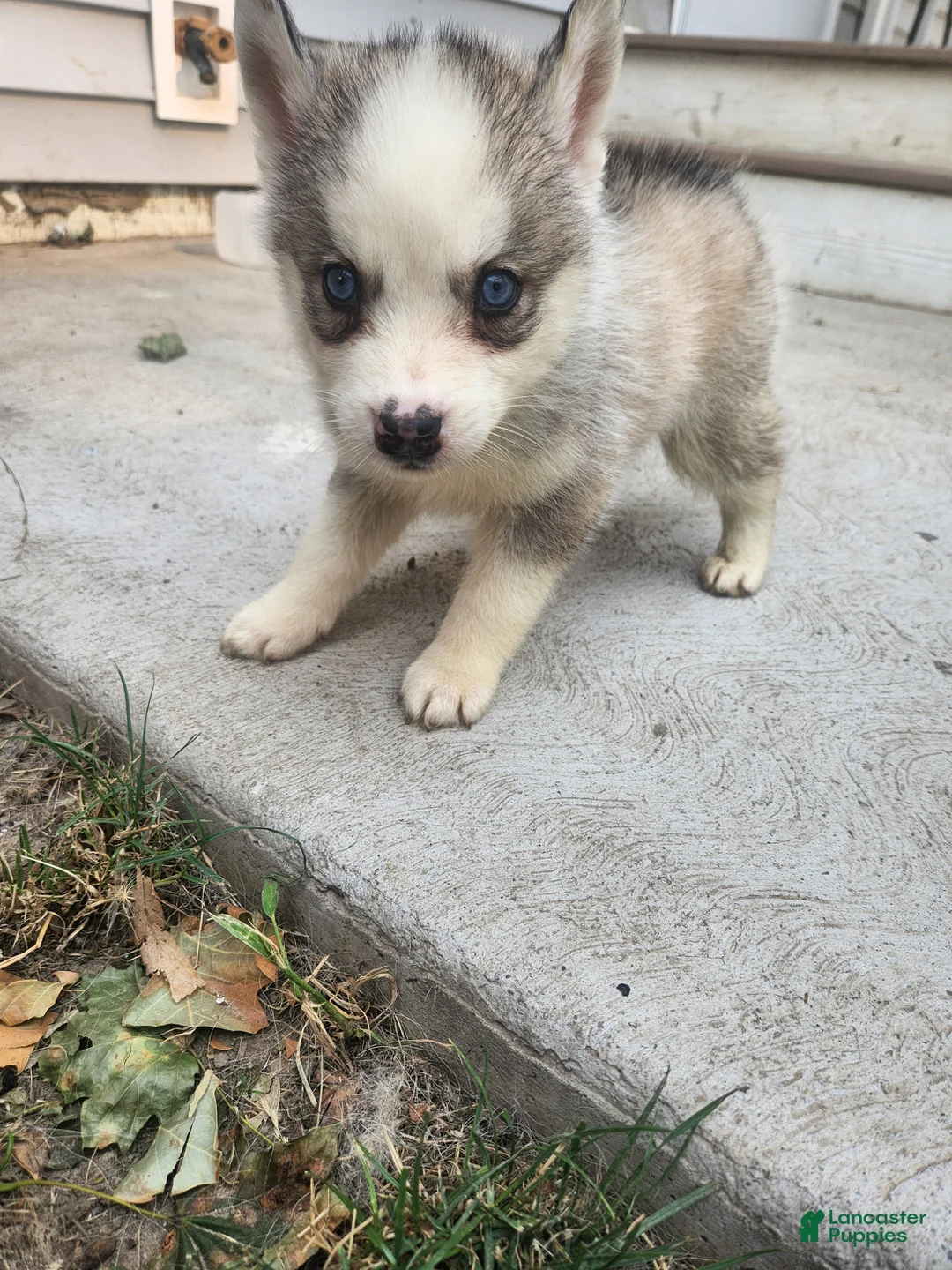 Siberian Husky dogs for sale: Siberian Husky 1 - Ad 1