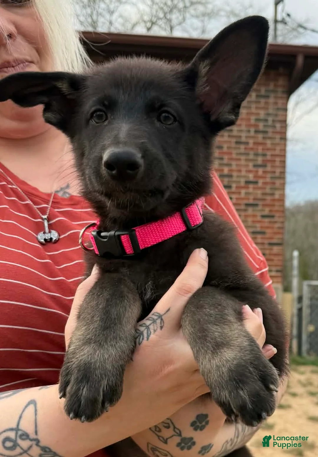 German Shepherd dogs for sale: German Shepherd Puppy  - Ad 1