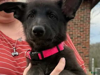 German Shepherd dogs German Shepherd Puppy - Ad 13