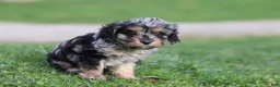 Cavapoo dogs for sale: Lainey - Ad 11