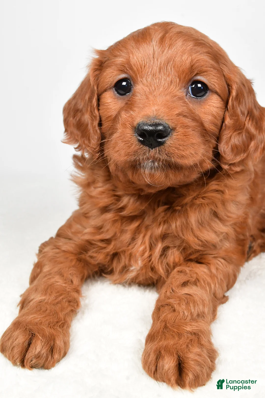 Mini Goldendoodle dogs for sale: Bridget - Ad 6