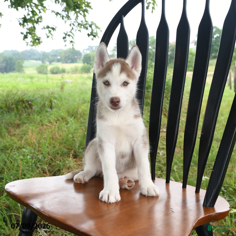 Siberian Husky dogs Nevada - Ad 2