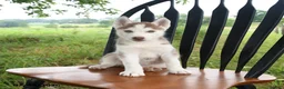 Siberian Husky dogs for sale: Nevada - Ad 2