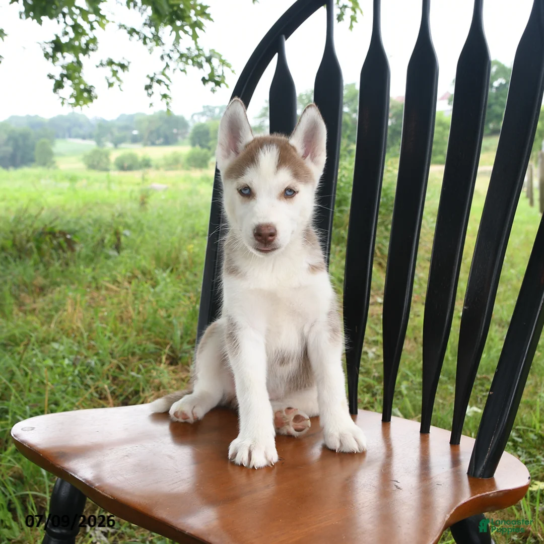 Siberian Husky dogs for sale: Nevada - Ad 2