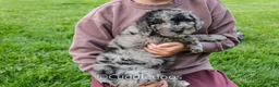 Mixed Breed dogs for sale: Valley - Ad 5