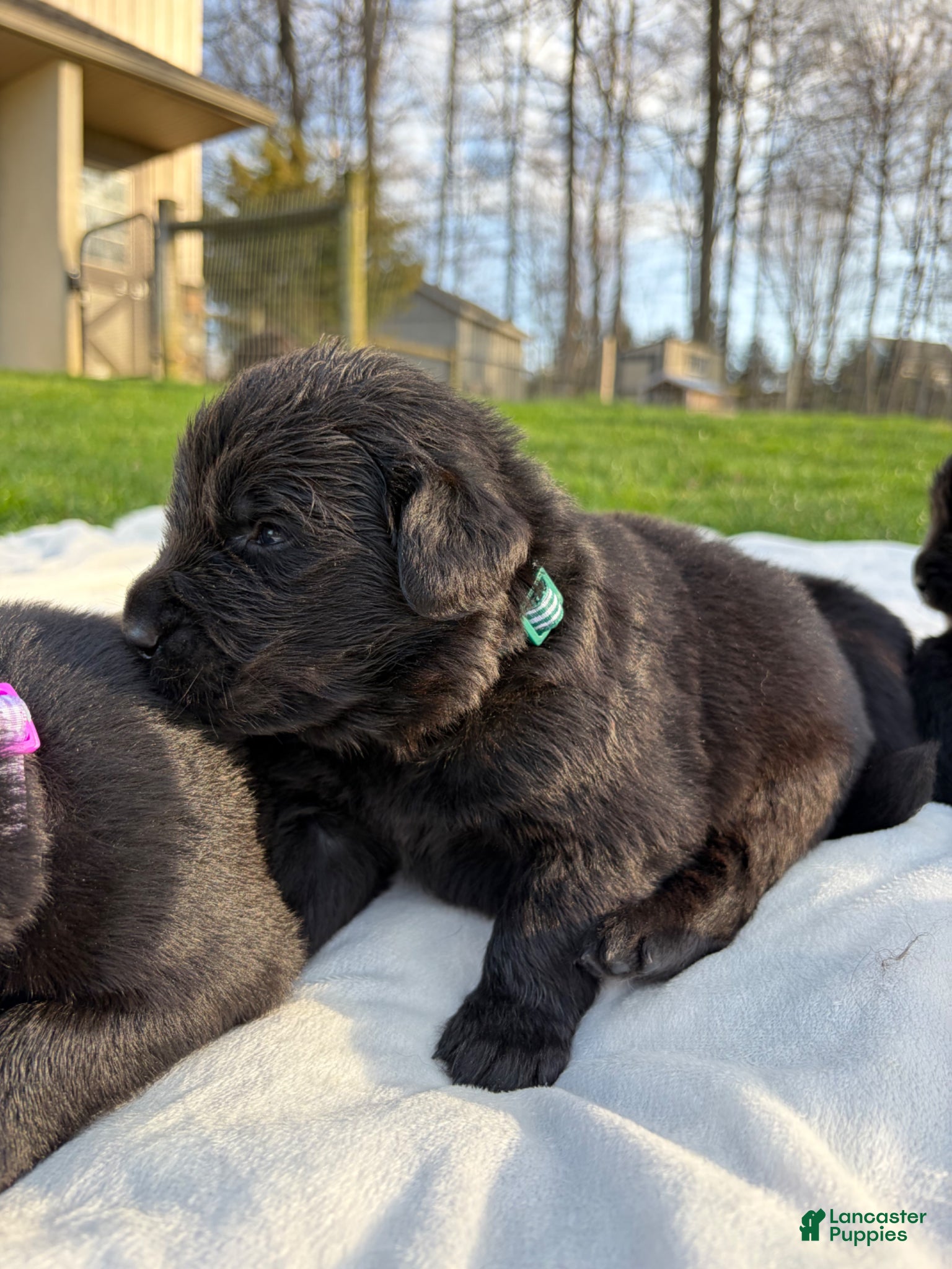 Newfoundland dogs Midnight - Ad 2