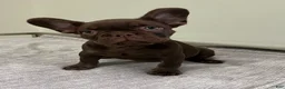 French Bulldog dogs for sale: Bear - Ad 4