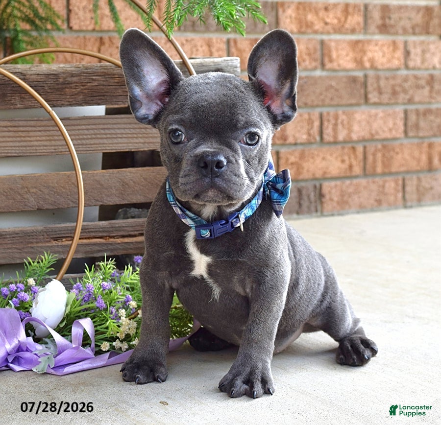 Mixed Breed dogs Kingston - Ad 1