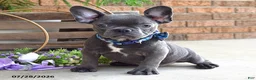 Mixed Breed dogs for sale: Kingston - Ad 1