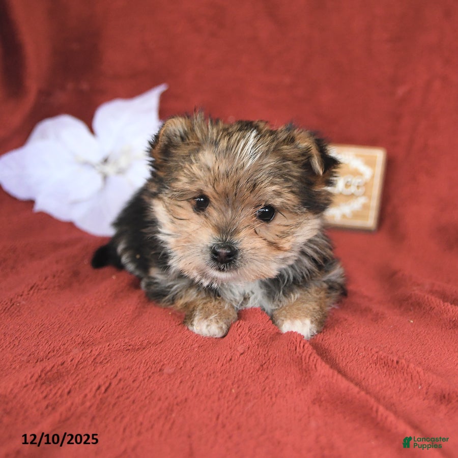 Morkie dogs Cookie - Ad 41