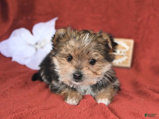 Morkie dogs Cookie - Ad 38
