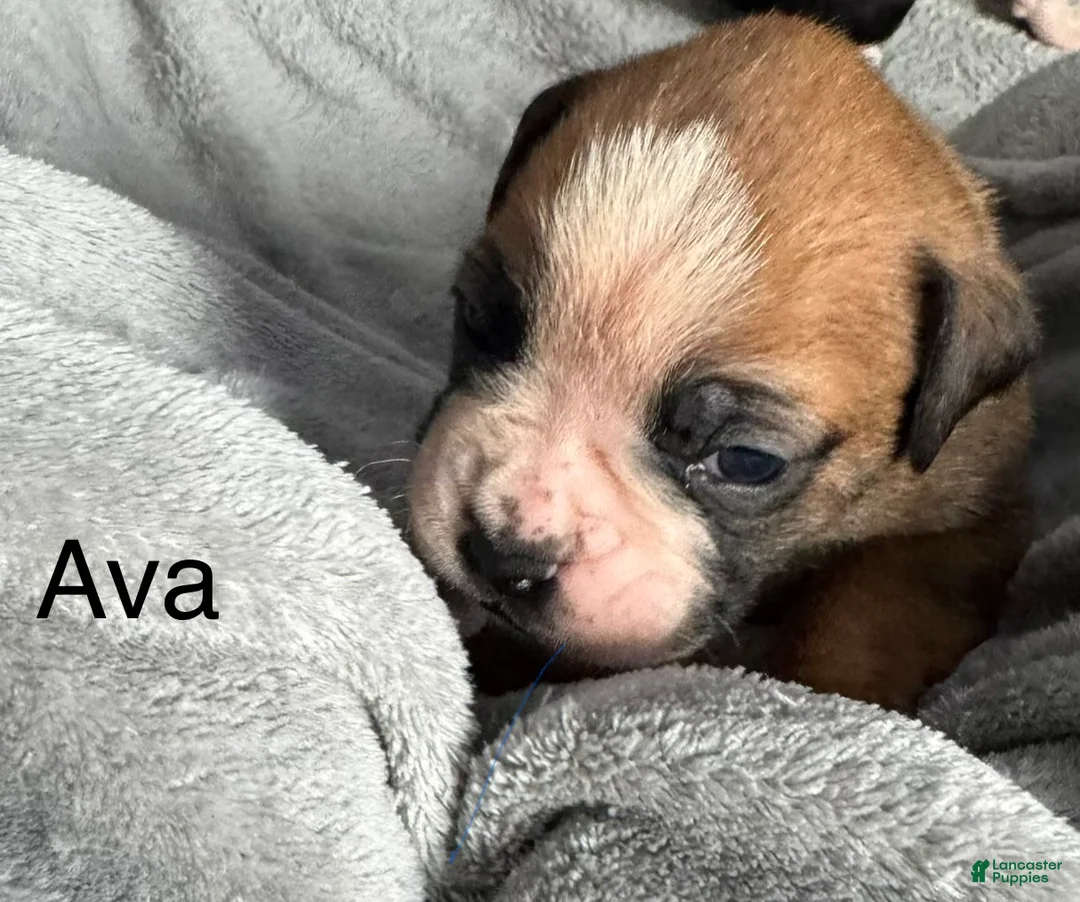 Boxer dogs for sale: Luna  - Ad 11