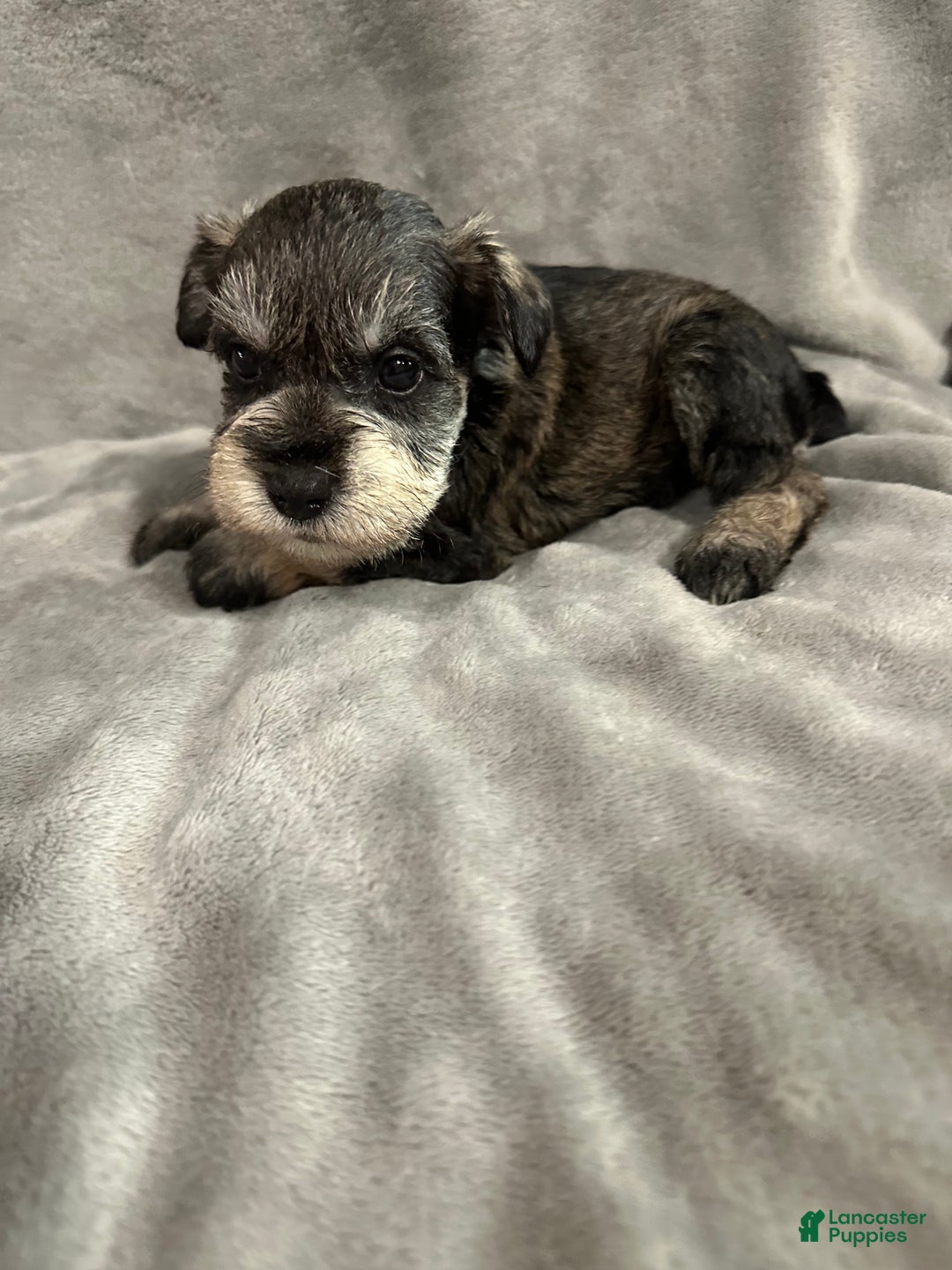Miniature Schnauzer dogs for sale: Tinsel - Ad 1