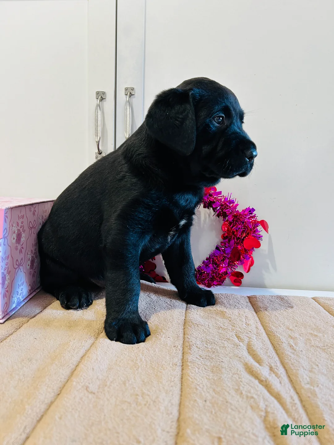 Labrador Retriever dogs for sale: Badger - Ad 10