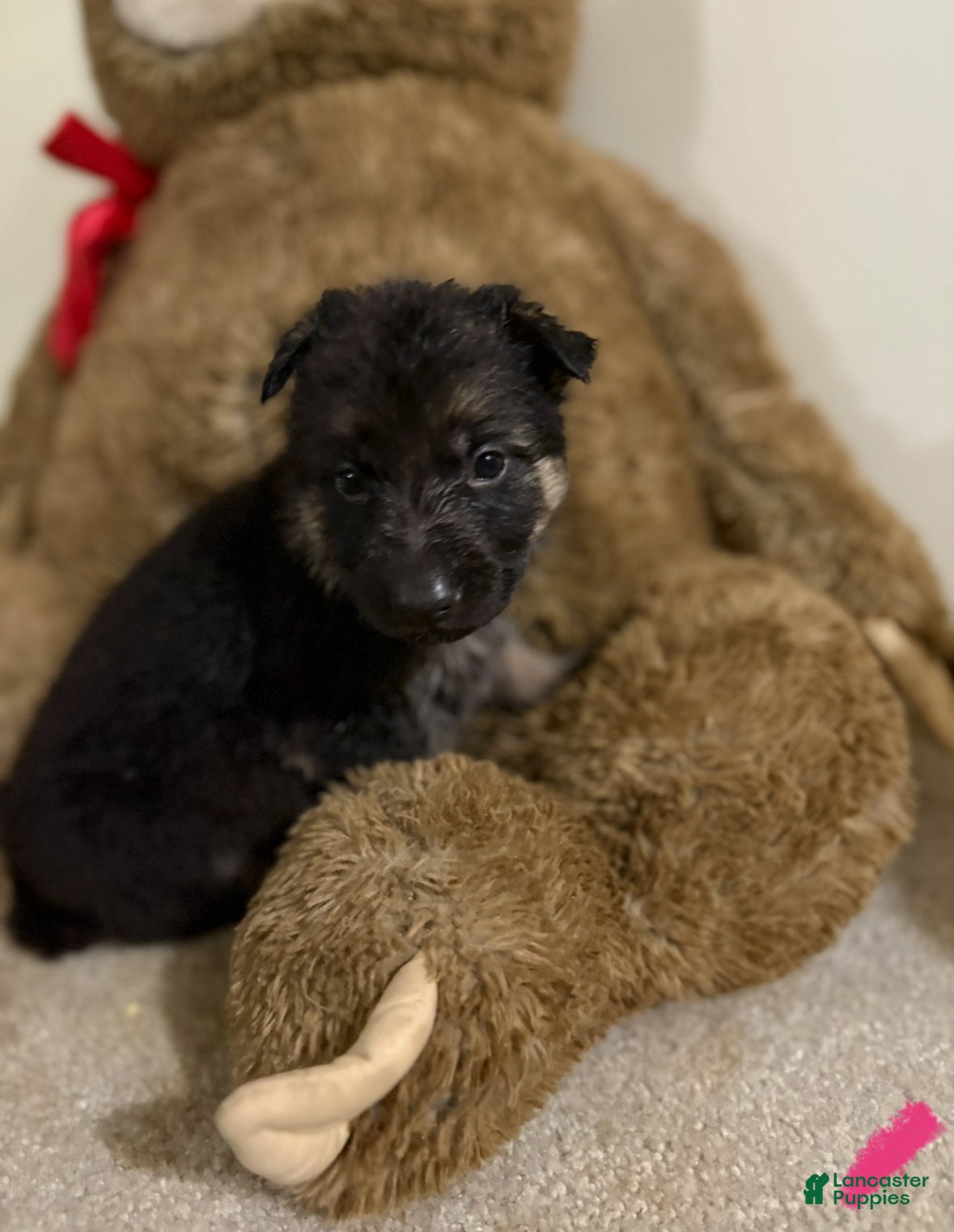 German Shepherd dogs Hot pink collar girl - Ad 15