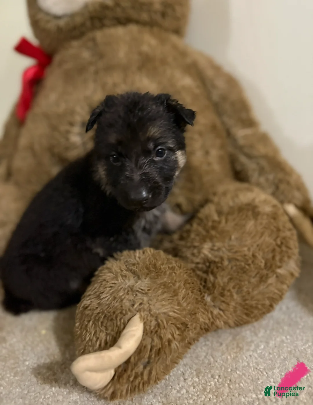 German Shepherd dogs for sale: Hot pink collar girl - Ad 1