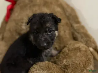 German Shepherd dogs Hot pink collar girl - Ad 28