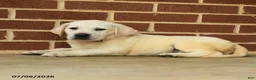 Labrador Retriever dogs for sale: Betty   - Ad 4