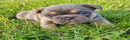 French Bulldog dogs for sale: Jewel - Ad 5