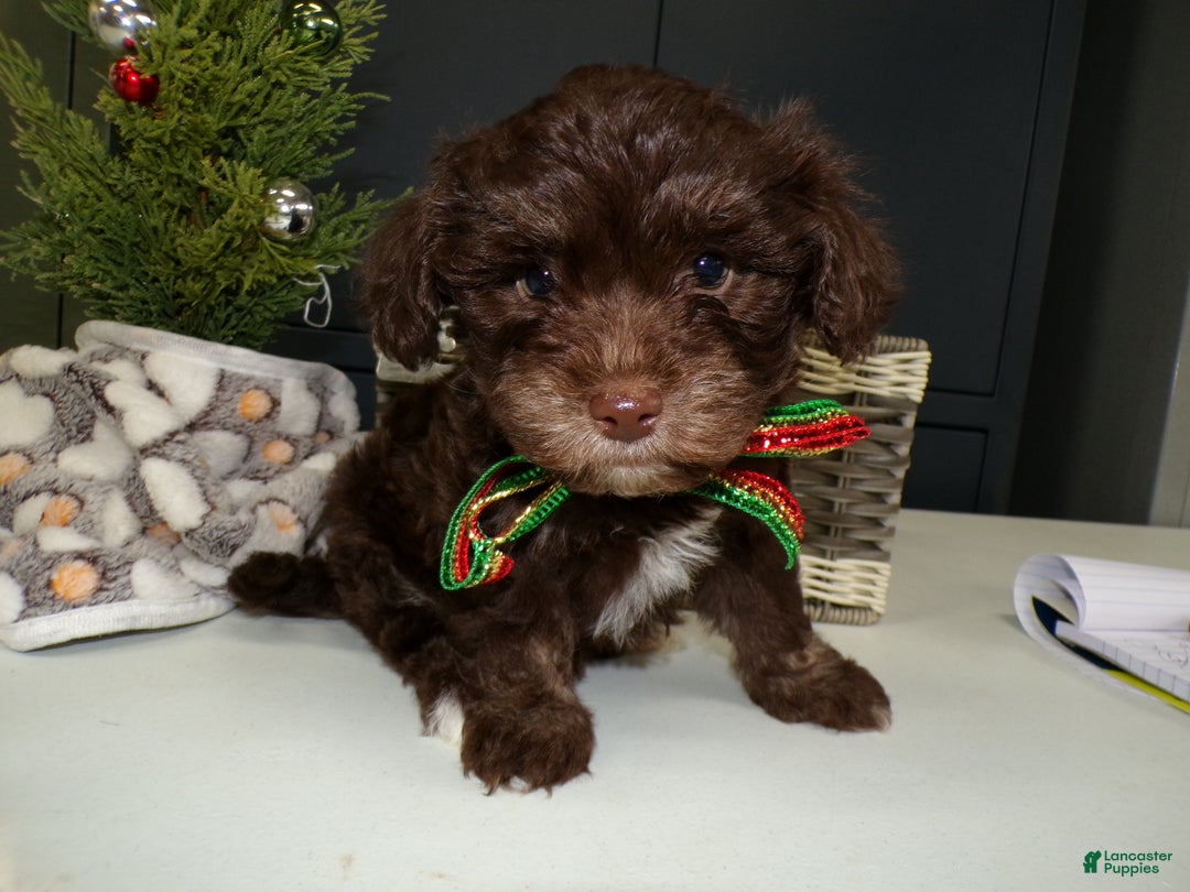 Havanese dogs for sale: Havanese Puppy 3 Coco - Ad 1