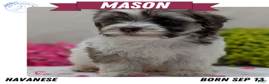 Mason