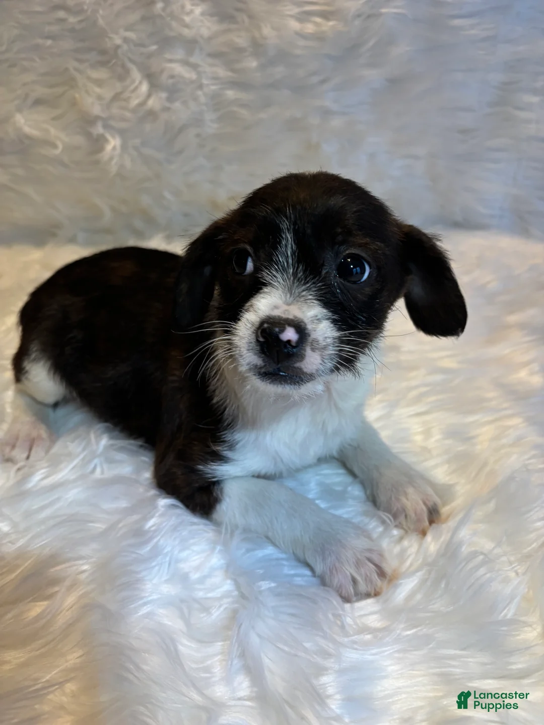 Mixed Breed dogs for sale: Mixed Breed Puppy 2 - Ad 1