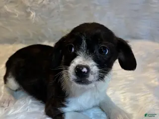 Mixed Breed dogs Mixed Breed Puppy 2 - Ad 3