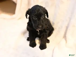 Mixed Breed dogs Fern - Ad 5