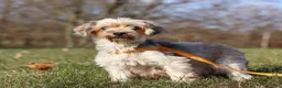 Morkie dogs for sale: Buddy - Ad 6