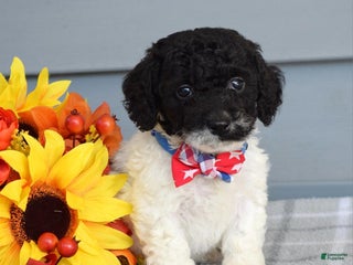 Cockapoo dogs - Ad 4