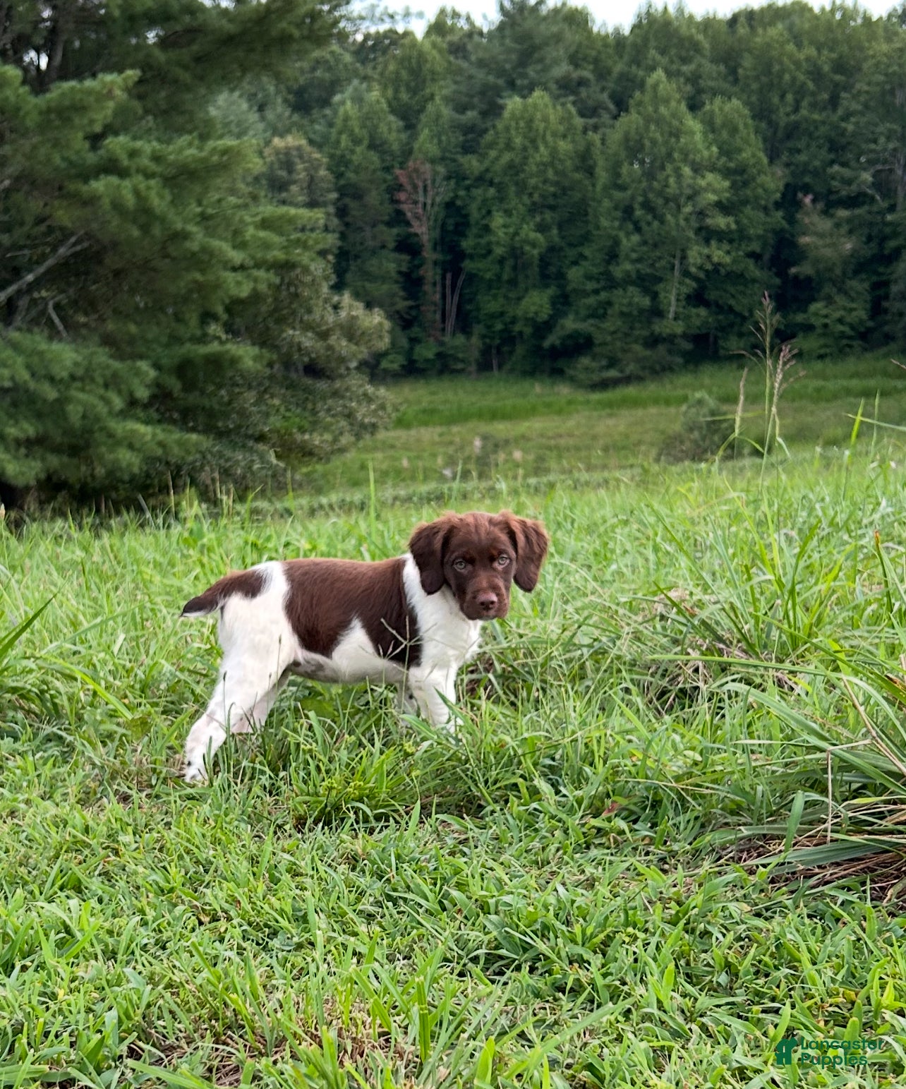 Brittany Spaniel dogs Brittany Spaniel 4 - Ad 17