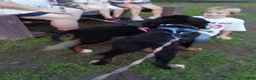 Bernese Mountain Dog dogs for sale: Bernese Mountain Dog 2 - Ad 31