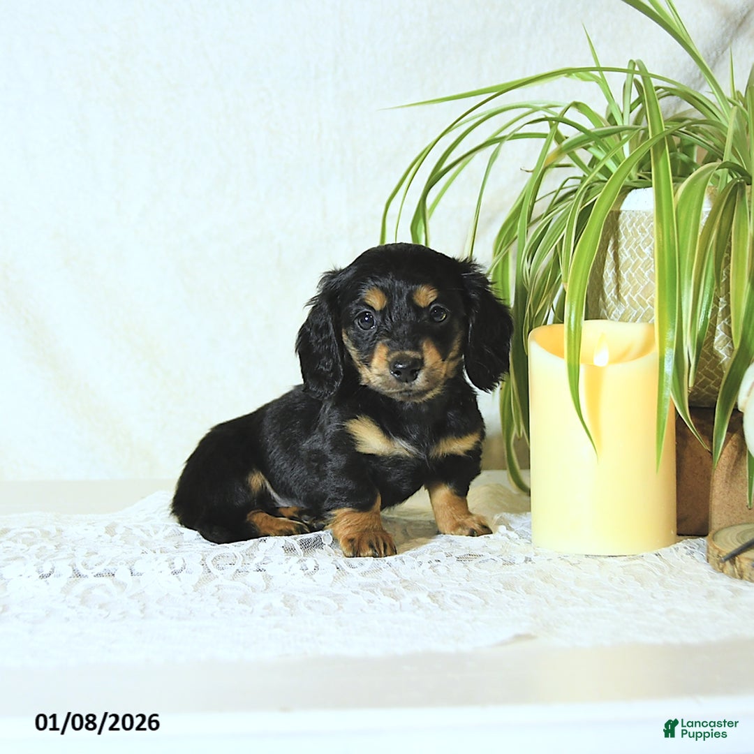 Miniature Dachshund dogs for sale: Nolan - Ad 1