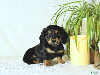 Miniature Dachshund dogs Nolan - Ad 19