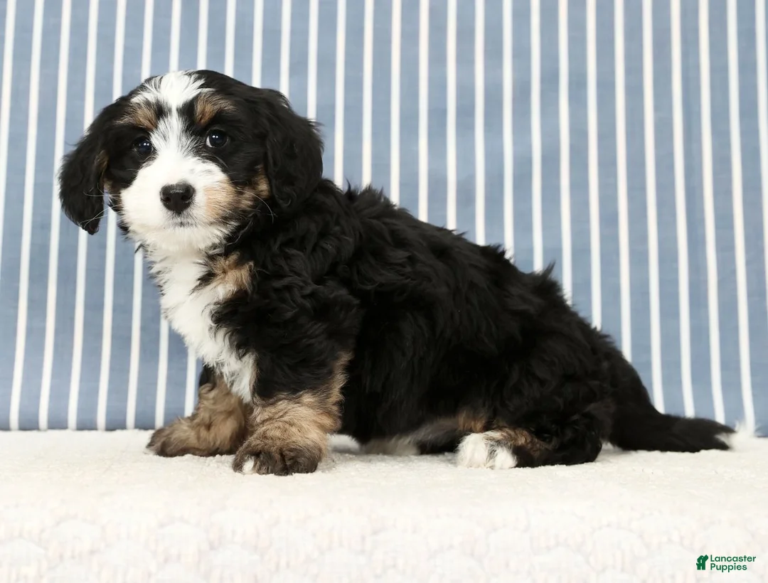 Mini Bernedoodle dogs for sale: Trixie - Ad 6
